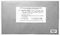 Podosphaera epilobii image